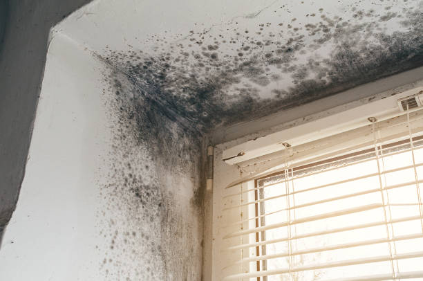 Affordable Mold Removal solutions in Landing, NJ